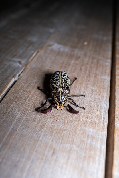 Closeup of a beetle on the floor