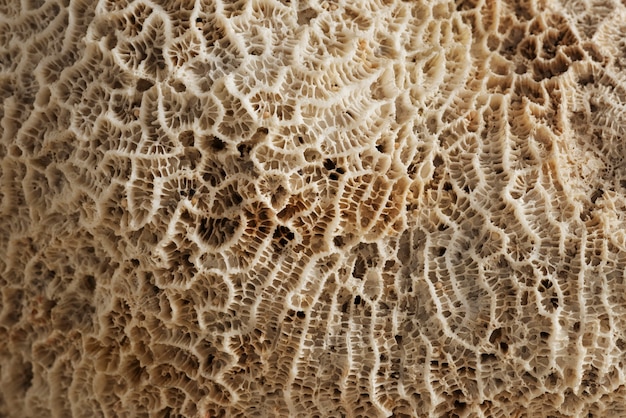 Struttura di corallo naturale beige del primo piano