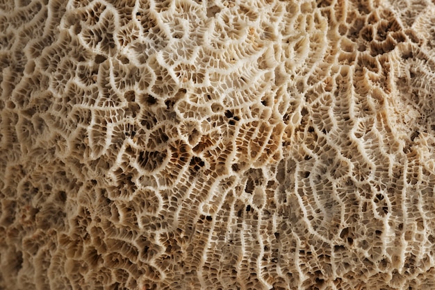 Closeup beige natural coral texture