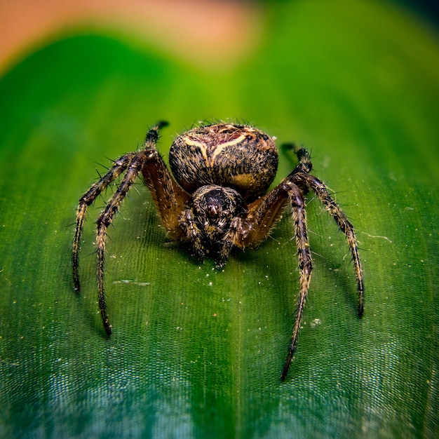 Closeup of a big European garden spider standing on a leaf under the sunlight