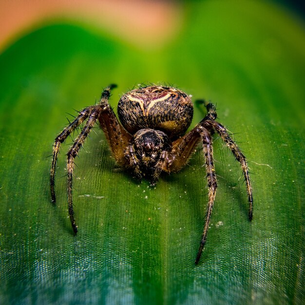 Closeup of a big European garden spider standing on a leaf under the sunlight