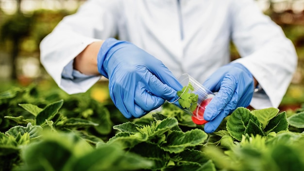 closeup of biologist taking sample of the plant while working in a plant nursery