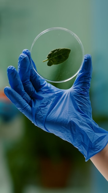 遺伝的変異を発見する緑の葉の医療サンプルを保持している生物学者の女性の手のクローズアップ