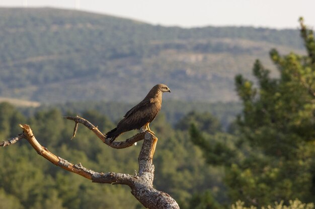 Крупным планом птица сидит на ветке дерева в лесу в солнечный день