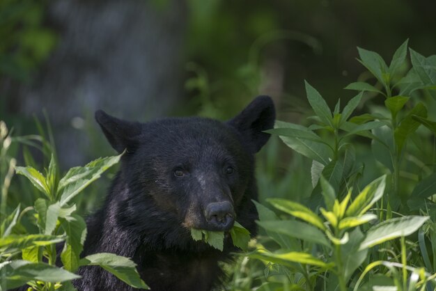 Крупным планом черный медведь ест листья под солнечным светом с размытым фоном