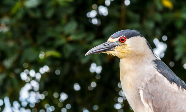 Closeup of a black-crowned night-heron with vibrant red eyes and blurred trees in the background