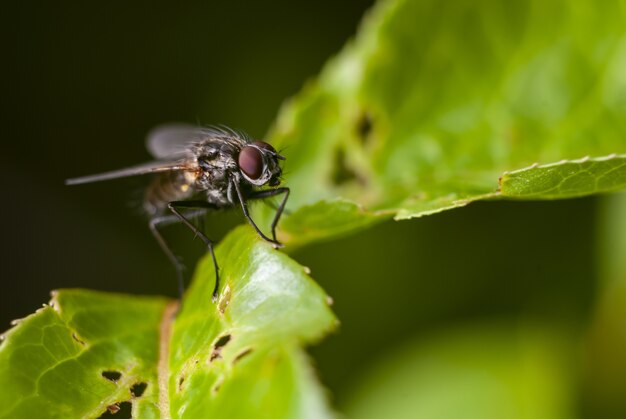 Closeup of a black fly sitting on the green leaf