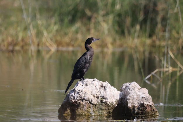Closeup of a black heron perched on rock in the lake