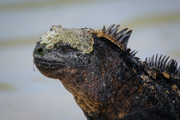 Closeup of a black iguana with spikes