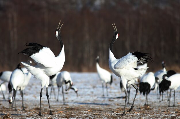 Closeup of black-necked cranes with open mouths under the sunlight in Hokkaido in Japan