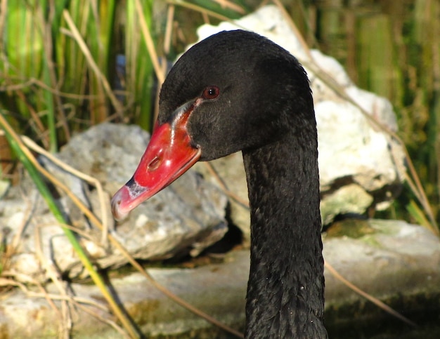 Closeup of a black swan with red bill and rocks in the background