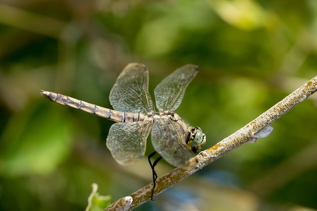 Free photo closeup of a black-tailed skimmer on a tree branch under the sunlight