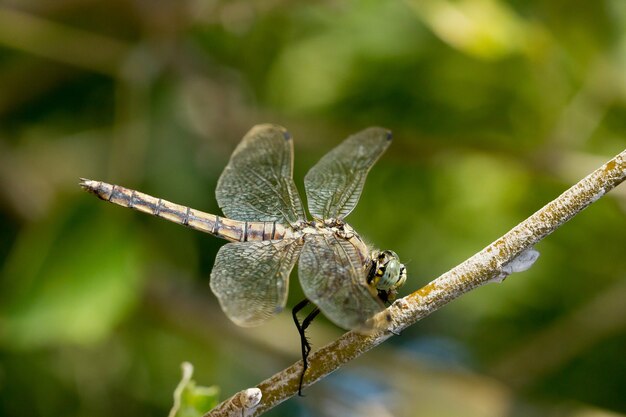 Closeup of a Black-tailed skimmer on a tree branch under the sunlight