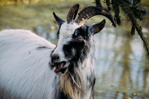 Closeup of a black and white goat chewing on spruce leaves beside a pond