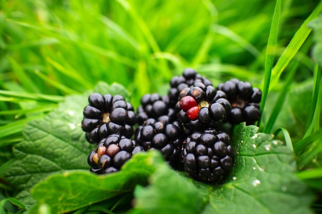 Closeup of blackberries on bushes in a field under the sunlight with a blurry