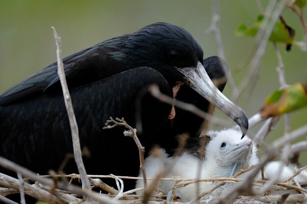 Closeup of a blackbird on the nest near the baby birds with blurred