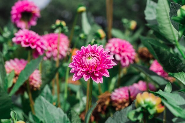 Closeup  of blooming dahlia flowers in the greenery