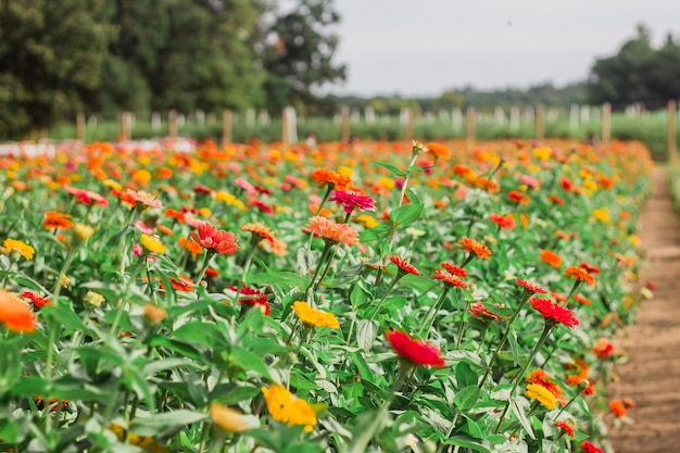 Closeup  of blooming flowers in the greenery