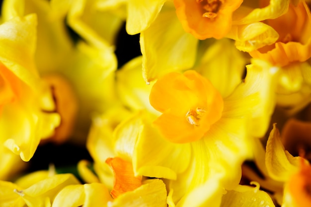 Closeup of blooming jonquil flower