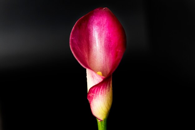 Макрофотография цветущих лилии цветок