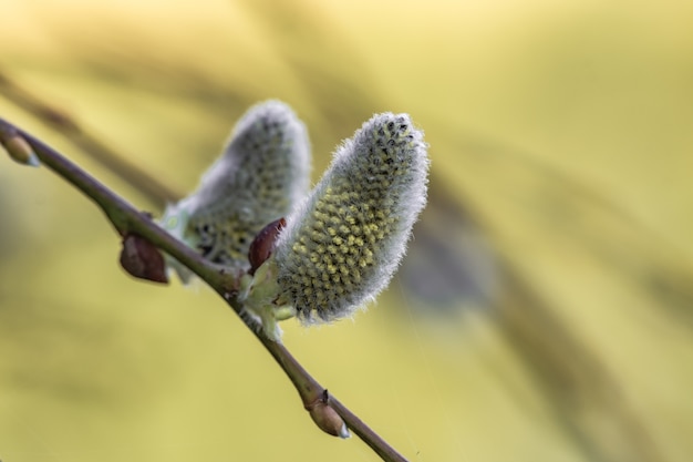 咲くオークの花のクローズアップ