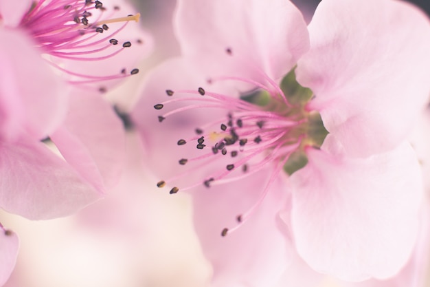 Closeup  of blooming pink cherry blossom flowers