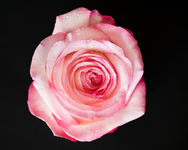 Closeup of blooming pink rose