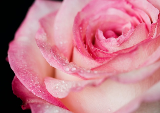 Closeup of blooming pink rose