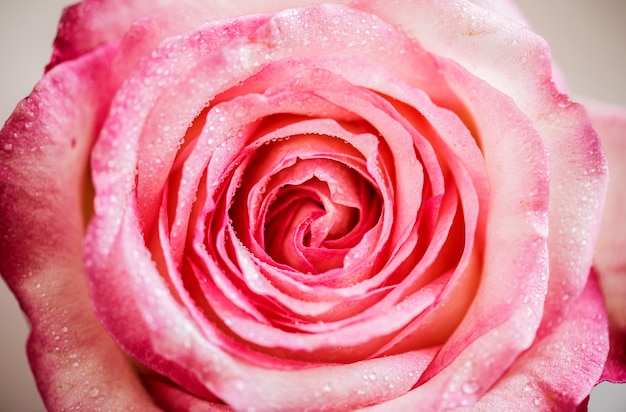 Макрофотография цветущей розовой розы