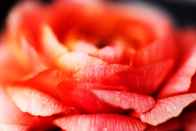 咲くピンクのバラのクローズアップ