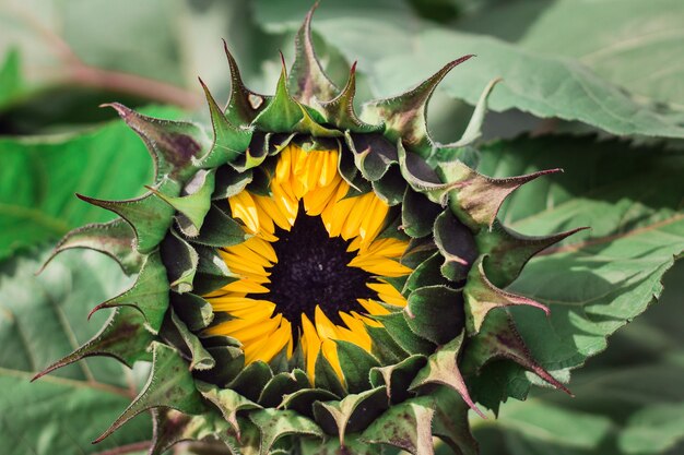 Closeup  of a blooming sunflower in the greenery of the field
