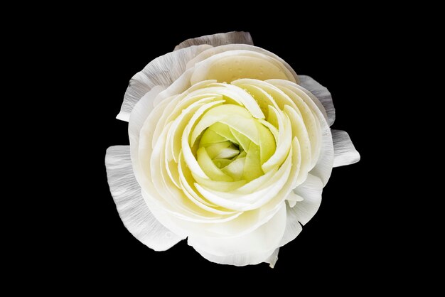 Closeup of blooming white rose