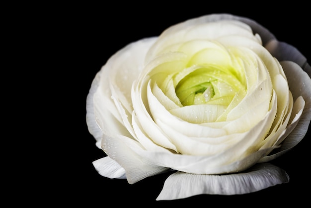 Макрофотография цветущей белой розы