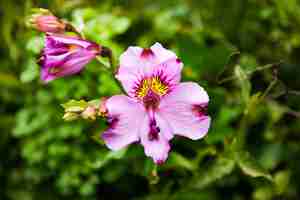 Foto gratuita primo piano del bellissimo fiore di giglio peruviano rosa sbocciato nel giardino