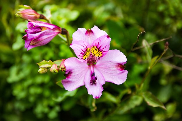정원에서 꽃이 만발한 아름다운 분홍색 페루 백합 꽃의 근접 촬영