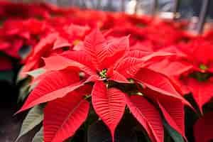 Free photo closeup of the blossomed beautiful red poinsettia flowers in the greenhouse