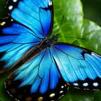 Free photo closeup of a blue butterfly on a leaf