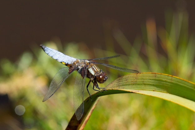 Closeup of a blue dragonfly sitting on a plant in a garden captured during the daytime