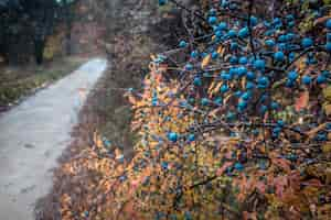 Free photo closeup of blueberry bushes during the rain