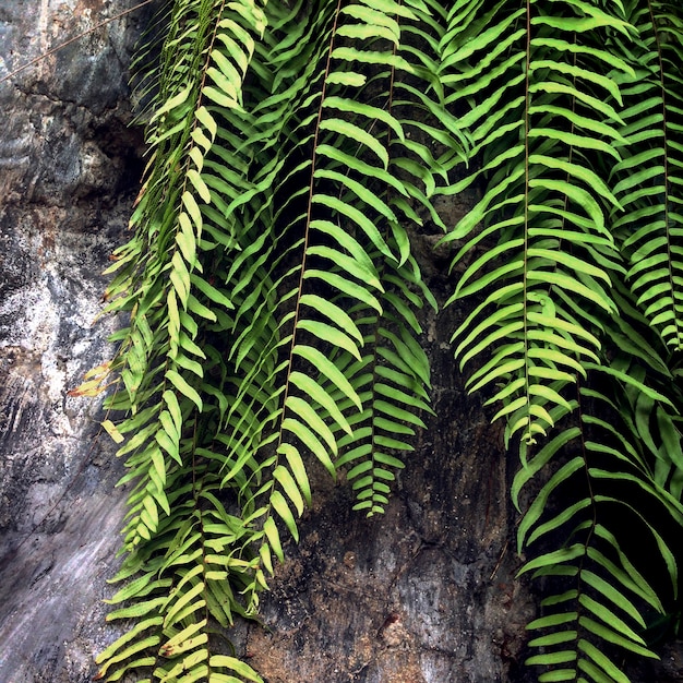 Free photo closeup of boston fern leaves branches