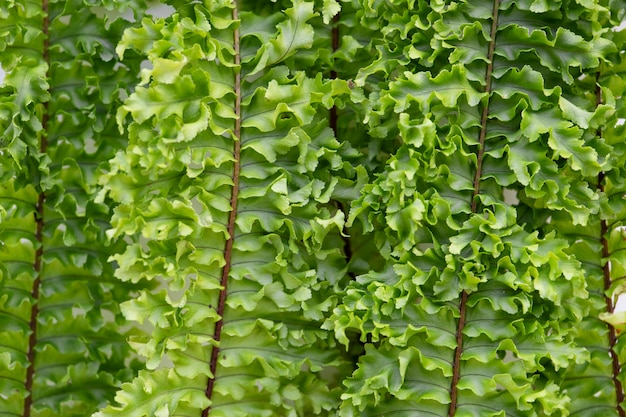 Closeup of Boston fern leaves
