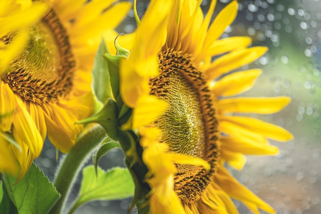 背景をぼかした写真にひまわりの花束をクローズ アップ