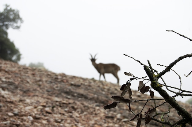 Free photo closeup of a branch with a blurred goat standing on a hill