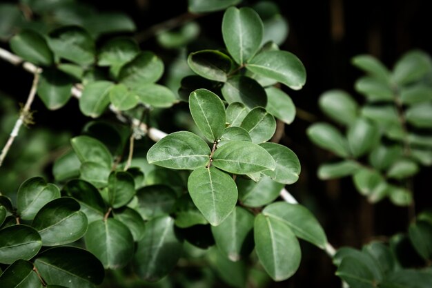 Closeup branches with leaves blurred background