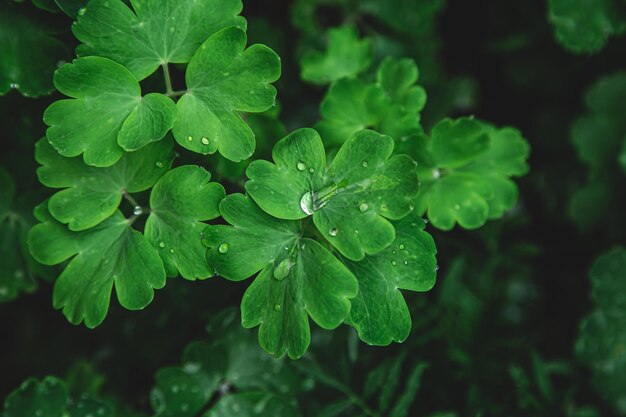 Closeup bright green leaves in raindrops top view