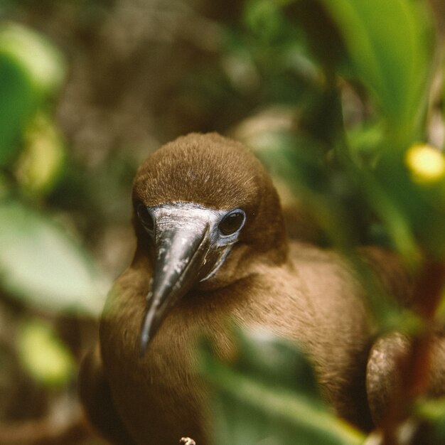 Closeup of a brown bird with a long black beak with a blurred natural background