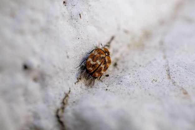 Closeup of a brown flea on the white wood against a blurry background