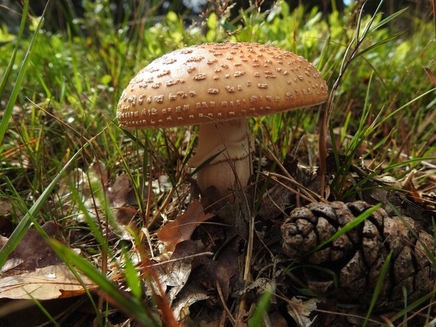 Closeup of a brown fly agaric mushroom on grassy forest floor