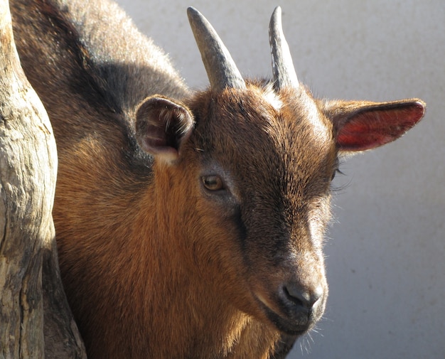 Free photo closeup of a brown goat under the sunlight