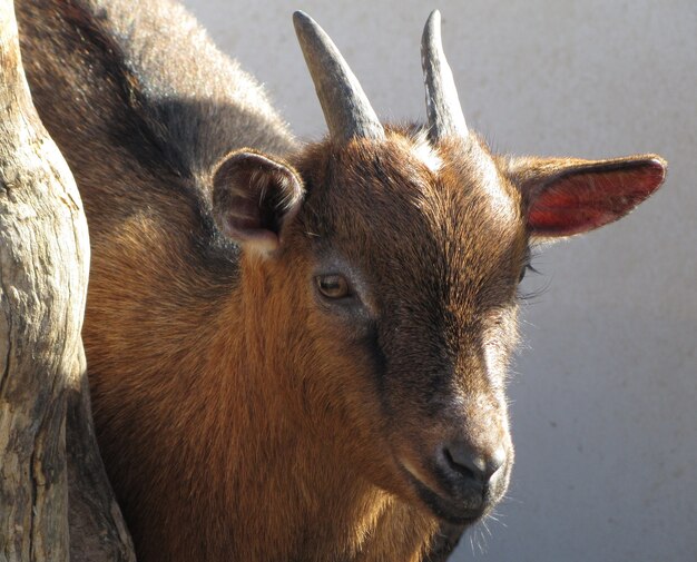 Closeup of a brown goat under the sunlight